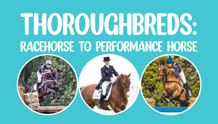 From racehorse to performance horse and everything in between